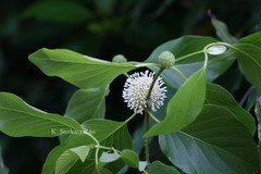 Mitragyna parvifolia